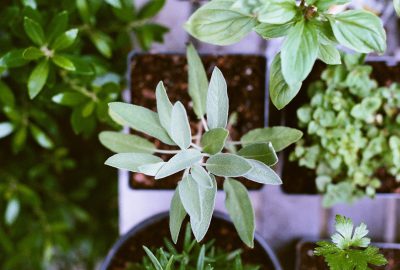 Plantas aromáticas: No las compres más, ¡cultívalas en casa!